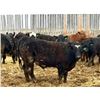 Image 6 : Van Hall Cattle Company Ltd. - 940# April Delivery Steers - 132 Head (Scandia, AB)