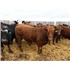 Image 7 : Van Hall Cattle Company Ltd. - 940# April Delivery Steers - 132 Head (Scandia, AB)