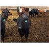 Image 8 : Van Hall Cattle Company Ltd. - 940# April Delivery Steers - 132 Head (Scandia, AB)