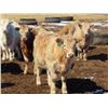 Image 11 : Winn Man Farms - 680# April Delivery Steers - 50 Head (Winnipegosis, MB)