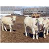 Image 14 : Winn Man Farms - 680# April Delivery Steers - 50 Head (Winnipegosis, MB)