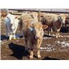 Image 15 : Winn Man Farms - 680# April Delivery Steers - 50 Head (Winnipegosis, MB)