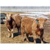 Image 4 : Winn Man Farms - 680# April Delivery Steers - 50 Head (Winnipegosis, MB)