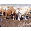 Image 7 : Winn Man Farms - 680# April Delivery Steers - 50 Head (Winnipegosis, MB)