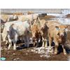 Image 9 : Winn Man Farms - 680# April Delivery Steers - 50 Head (Winnipegosis, MB)
