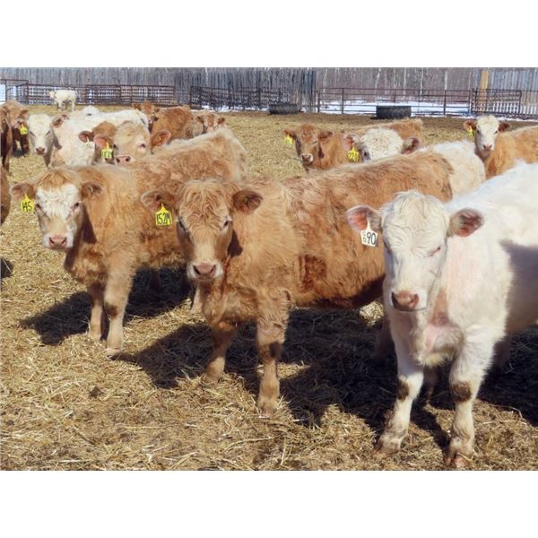 Winn Man Farms - 675# April Delivery Heifers - 60 Head (Winnipegosis, MB)