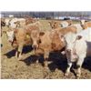 Image 1 : Winn Man Farms - 675# April Delivery Heifers - 60 Head (Winnipegosis, MB)