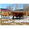 Image 6 : Winn Man Farms - 1400# Cows - 25 Head (Winnipegosis, MB)
