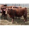 Image 13 : A&A Farms - 30 Red Replacement Heifers (Coaldale, AB)