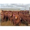 Image 3 : A&A Farms - 30 Red Replacement Heifers (Coaldale, AB)