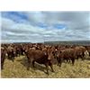 Image 9 : A&A Farms - 30 Red Replacement Heifers (Coaldale, AB)