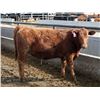 Image 12 : A&A Farms - 30 Red Replacement Heifers (Coaldale, AB)