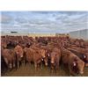 Image 1 : A&A Farms - 30 Red Replacement Heifers (Coaldale, AB)