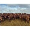 Image 2 : A&A Farms - 30 Red Replacement Heifers (Coaldale, AB)