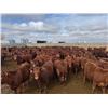 Image 7 : A&A Farms - 30 Red Replacement Heifers (Coaldale, AB)