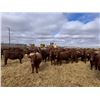 Image 13 : A&A Farms - 30 Dark Red Replacement Heifers (Coaldale, AB)