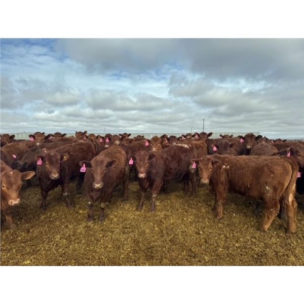 A&A Farms - 30 Dark Red Replacement Heifers (Coaldale, AB)