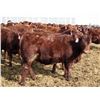 Image 9 : A&A Farms - 30 Dark Red Replacement Heifers (Coaldale, AB)