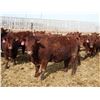 Image 14 : A&A Farms - 30 Dark Red Replacement Heifers (Coaldale, AB)