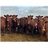 Image 3 : A&A Farms - 30 Dark Red Replacement Heifers (Coaldale, AB)