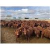 Image 4 : A&A Farms - 30 Dark Red Replacement Heifers (Coaldale, AB)