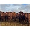 Image 6 : A&A Farms - 30 Dark Red Replacement Heifers (Coaldale, AB)