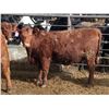Image 8 : A&A Farms - 30 Dark Red Replacement Heifers (Coaldale, AB)