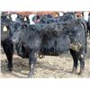Image 5 : A&A Farms - 20 Black Replacement Heifers (Coaldale, AB)