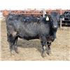 Image 6 : A&A Farms - 20 Black Replacement Heifers (Coaldale, AB)