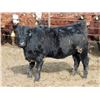 Image 7 : A&A Farms - 20 Black Replacement Heifers (Coaldale, AB)
