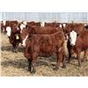 Image 2 : A&A Farms - 25 F1 X Replacement Heifers (Coaldale, AB)
