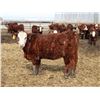Image 3 : A&A Farms - 25 F1 X Replacement Heifers (Coaldale, AB)