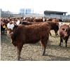 Image 7 : A&A Farms - 25 F1 X Replacement Heifers (Coaldale, AB)