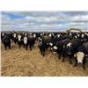 Image 3 : A&A Farms - 32 Black Blaze/Brockle Replacement Heifers (Coaldale, AB)