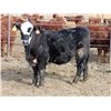 Image 9 : A&A Farms - 32 Black Blaze/Brockle Replacement Heifers (Coaldale, AB)