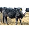 Image 11 : A&A Farms - 25 BWF/BBF Replacement Heifers (Coaldale, AB)
