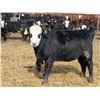 Image 12 : A&A Farms - 25 BWF/BBF Replacement Heifers (Coaldale, AB)