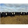 Image 2 : A&A Farms - 25 BWF/BBF Replacement Heifers (Coaldale, AB)