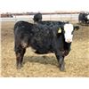 Image 7 : A&A Farms - 25 BWF/BBF Replacement Heifers (Coaldale, AB)