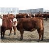 Image 5 : A&A Farms  - 25 RBF Replacement Heifers (Coaldale, AB)