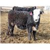 Image 13 : A&A Farms - 30 BWF Replacement Heifers (Coaldale, AB)