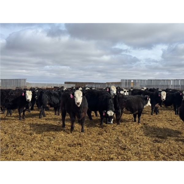 A&A Farms - 30 BWF Replacement Heifers (Coaldale, AB)