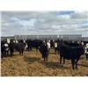 Image 7 : A&A Farms - 30 BWF Replacement Heifers (Coaldale, AB)