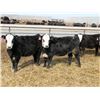 Image 9 : A&A Farms - 30 BWF Replacement Heifers (Coaldale, AB)