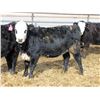 Image 14 : A&A Farms - 30 BWF Replacement Heifers (Coaldale, AB)