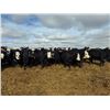 Image 6 : A&A Farms - 30 BWF Replacement Heifers (Coaldale, AB)