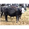 Image 8 : A&A Farms - 30 BWF Replacement Heifers (Coaldale, AB)