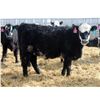 Image 8 : A&A Farms - 30 BBF Replacement Heifers (Coaldale, AB)