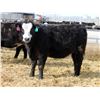 Image 9 : A&A Farms - 30 BBF Replacement Heifers (Coaldale, AB)