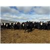 Image 11 : A&A Farms - 30 BBF Replacement Heifers (Coaldale, AB)